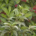 Variegated Forsythia Plant Starter 6-12 Inch Forsythia viridissima 'Kumson' Deciduous Shrub Landscaping Hardy Zones 5-9