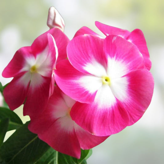 Madagascar Periwinkle Seeds Mixed Color Flower Seeds for Garden Landscape Catharanthus roseus Planting