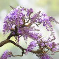 Purple Weeping Wisteria Bonsai Seedling - 1 Year Old - Wisteria sinensis - Indoor Outdoor Planting Gift - Fresh Stock
