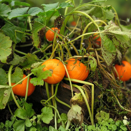 Organic Jack Be Little Pumpkin Seeds 10 Pack Heirloom Small Garden Starter Plant Bare Root USA Grown
