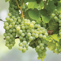 Cotton Candy Grape Cuttings Vitis vinifera Live Plant Grafting Starter Bare Root Fruit Vine
