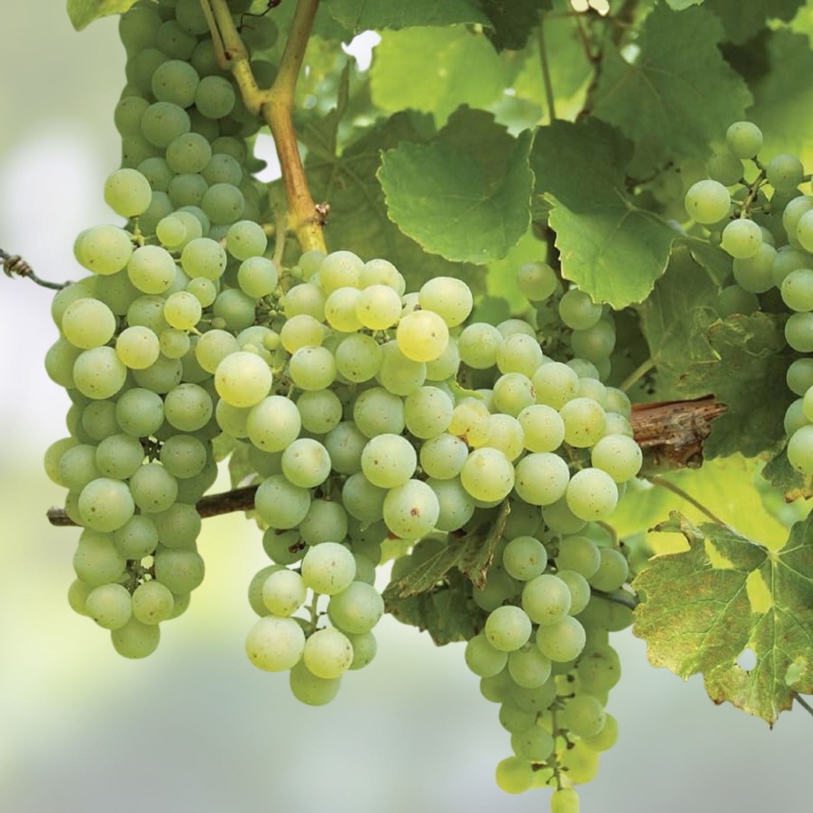 Cotton Candy Grape Cuttings Vitis vinifera Live Plant Grafting Starter Bare Root Fruit Vine
