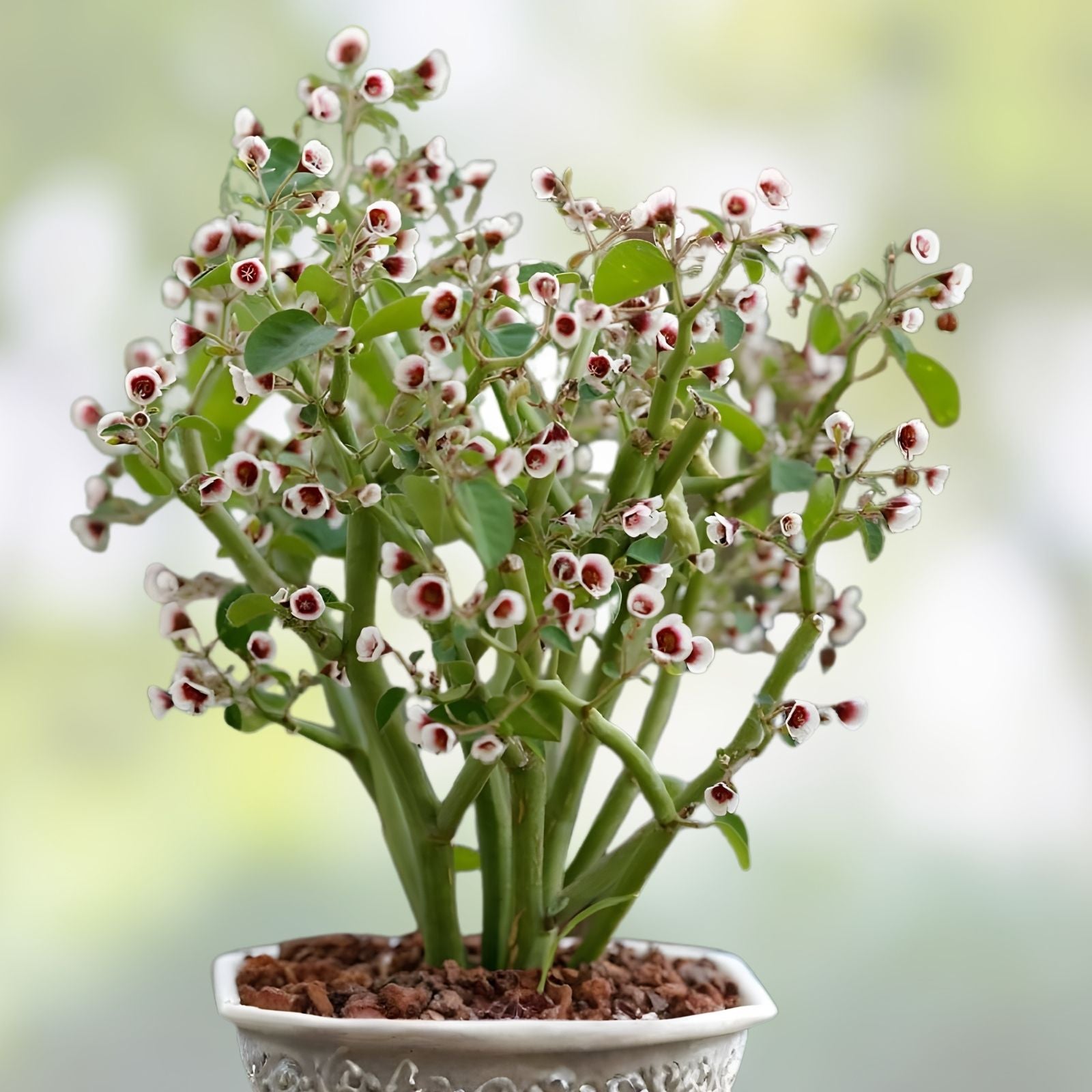 Euphorbia guiengola Cutting 2" Succulent Bonsai Drought Tolerant Easy Care Green Houseplant