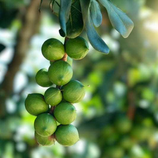 Macadamia Nut Tree Seeds 5 Pack – Macadamia integrifolia – Edible Nut Seeds for Planting – Grown in Iowa, USA