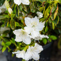 Azalea Starter Plant Delaware Valley White Deciduous Rhododendron with Pure White Blooms Rhododendron 'Delaware Valley White'