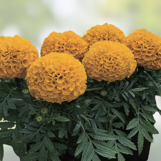 Organic Dwarf Marigold Seeds Gypsy Sunrise Tagetes patula Live Plant Starter Bare Root Free Shipping