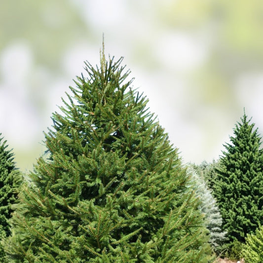 Norway Spruce Tree Live Plant Set of 2 Picea abies Evergreen Conifers 8-16 inches Bare Root Garden Trees