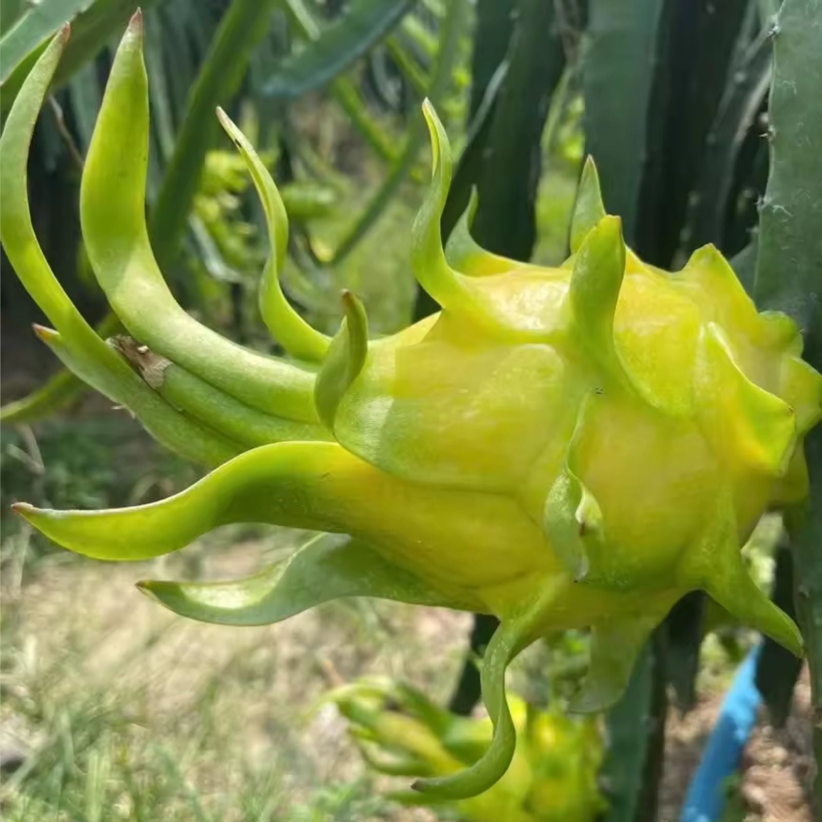Yellow Dragon Fruit Cutting Palora Variety 3-4 Inch Hylocereus undatus Live Plant or Starter Plant