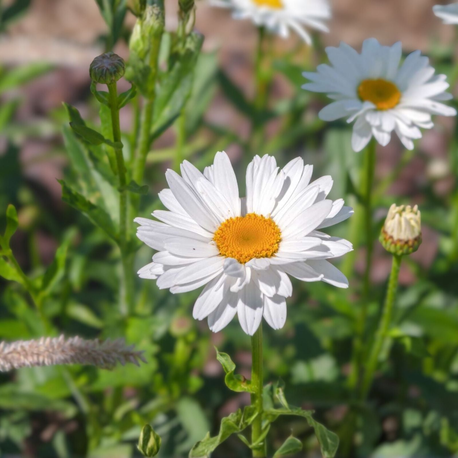 Shasta Daisy Seeds Leucanthemum x superbum Bright White Yellow Flowers Garden Flower Seeds 25+