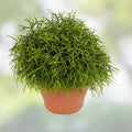 Rhipsalis pittieri Cutting 6" Floccosa Tropical Cactus Succulent Houseplant Live Plant