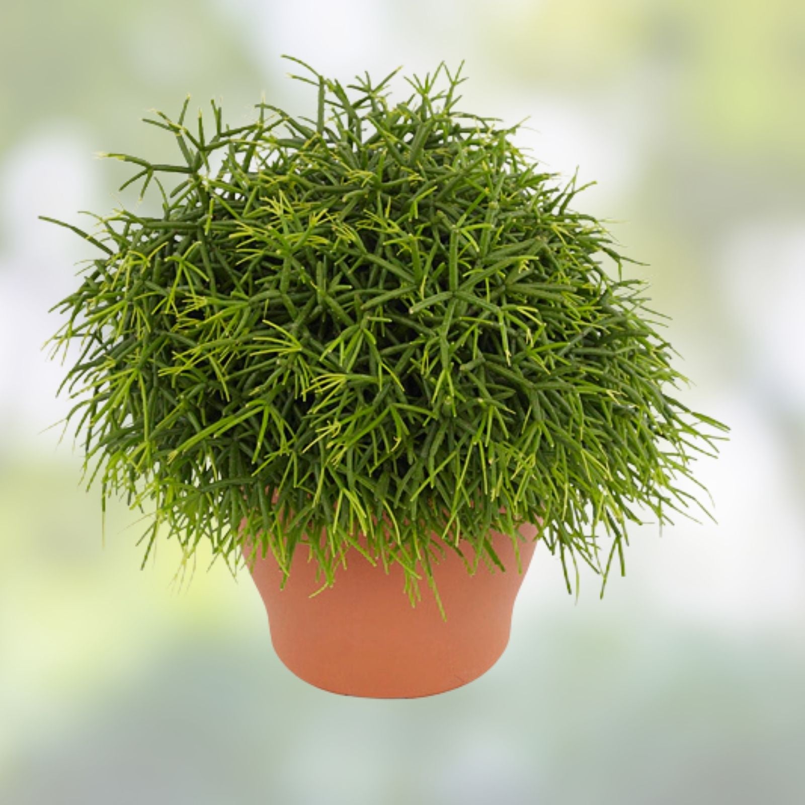 Rhipsalis pittieri Cutting 6" Floccosa Tropical Cactus Succulent Houseplant Live Plant