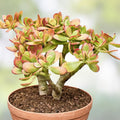 Crassula Ovata Hummel Sunset Succulent Cuttings 5 Pack, Indoor Houseplant, Golden Jade, Live Plant, Starter Plant