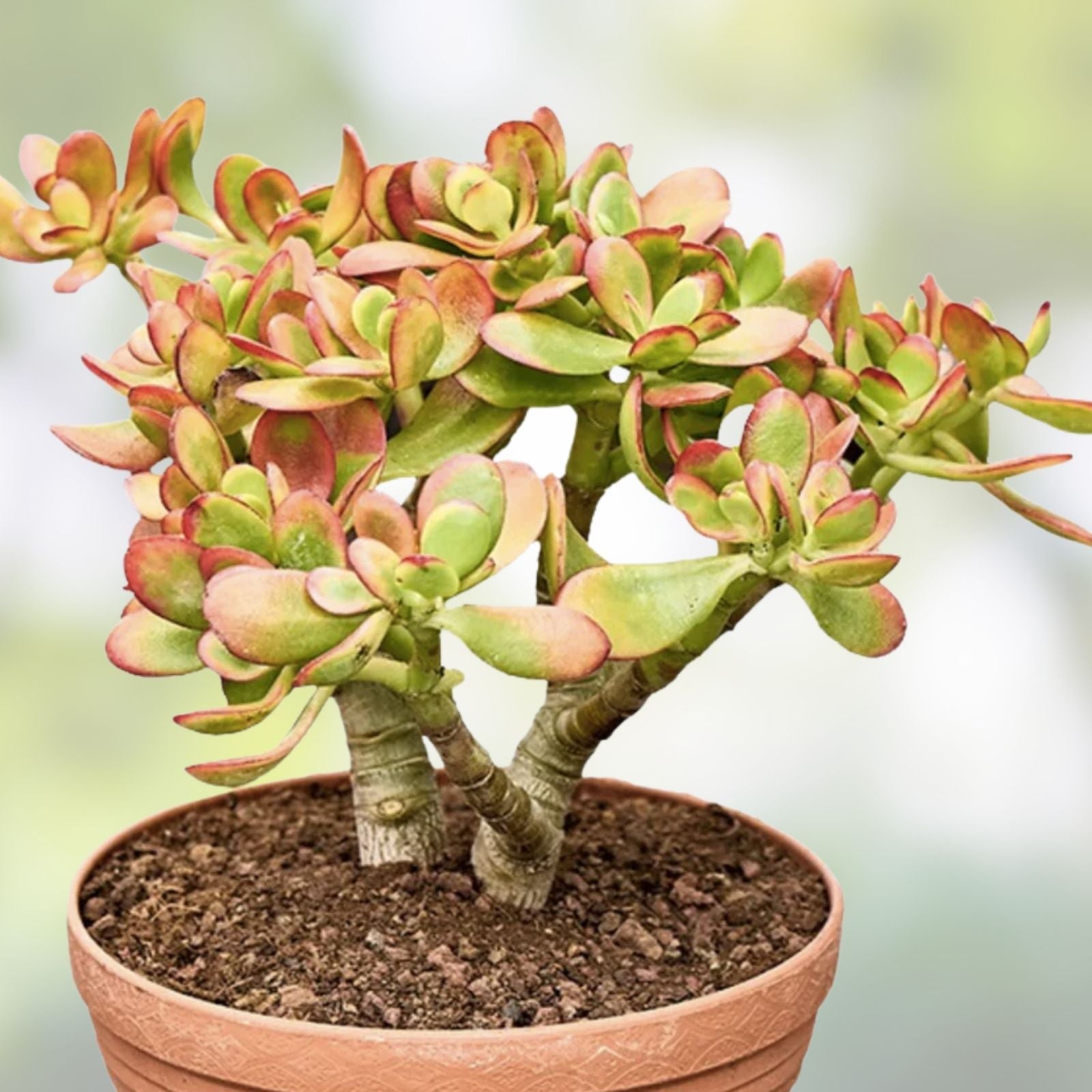 Crassula Ovata Hummel Sunset Succulent Cuttings 5 Pack, Indoor Houseplant, Golden Jade, Live Plant, Starter Plant