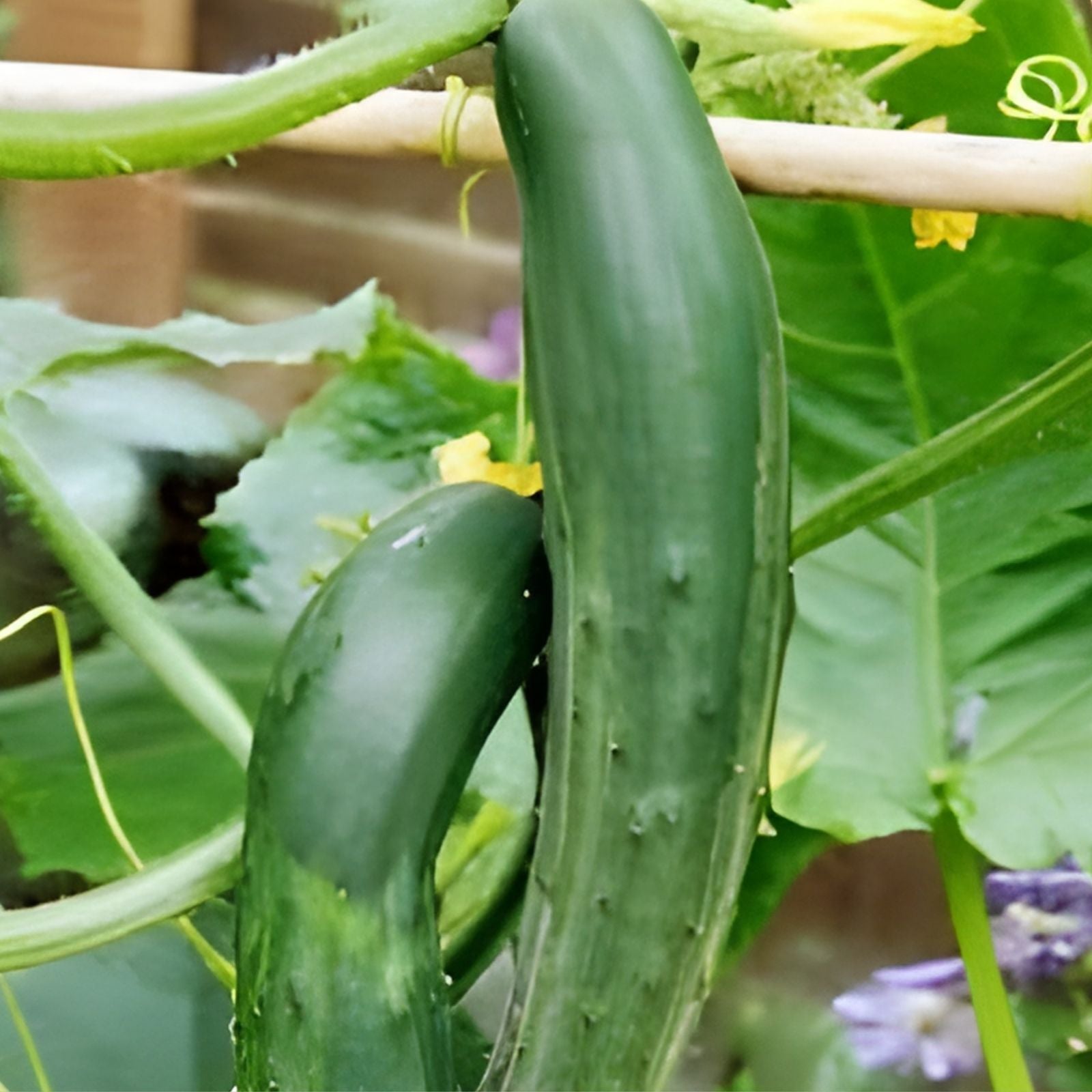 Cucumber Seeds 100 Count Long Green Heirloom Non-GMO Cucumis sativus Vegetable Seeds for Gardening