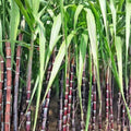 Purple Sugarcane Cutting, Live Plant, Heirloom, Florida Grown, Starter Plant, Bare Root, Houseplant, Garden Plant