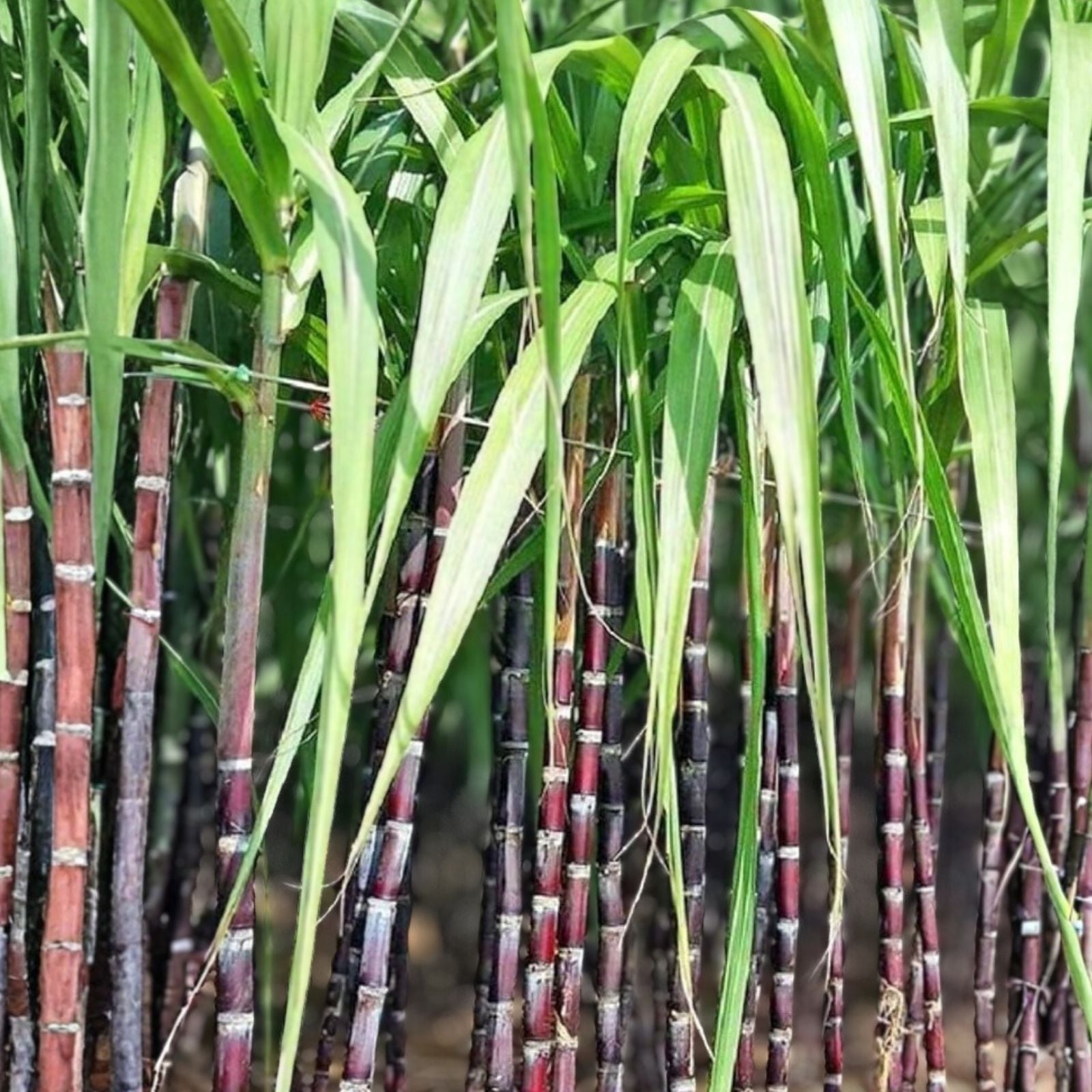 Purple Sugarcane Cutting, Live Plant, Heirloom, Florida Grown, Starter Plant, Bare Root, Houseplant, Garden Plant