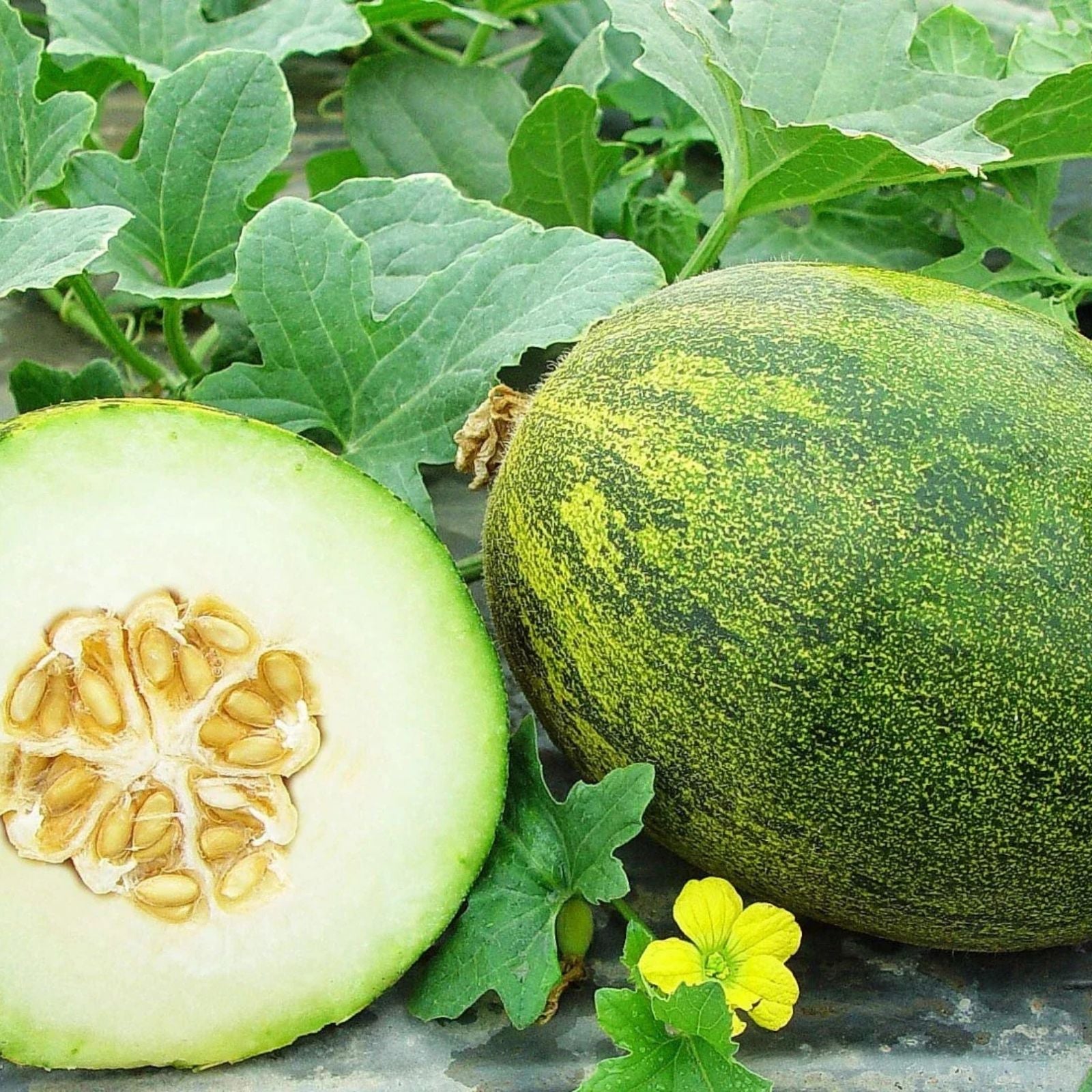 Coconut Melon Seeds for Planting, 10 Seeds, Unique Coconut-Like Appearance, Sweet Taste, Cucumis melo, Fast Shipping