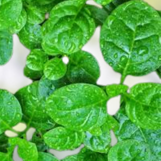 Malabar Spinach Seeds Basella alba Organic Non-GMO Edible Vine Starter Plant 150 Seeds