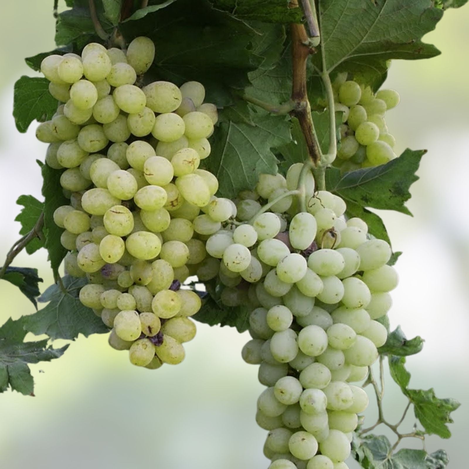 Thompson Vine Bare Root Plant – Green Seedless Sweet Table Grape – Vitis vinifera – Live Plant for Home Garden