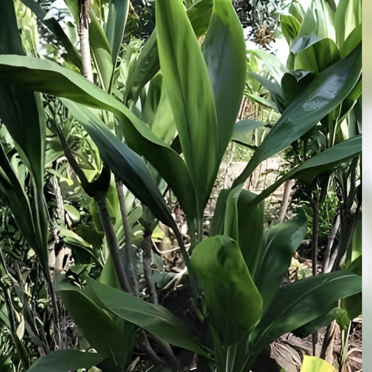 Hawaiian Green Ti Leaf Cuttings 6-inch Starter Logs Dracaena angustifolia Pack of 50 Live Plant