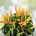Patio Fire & Ice Ornamental Pepper Seeds 100 Organic Capsicum annuum Garden Container Live Plant Starter