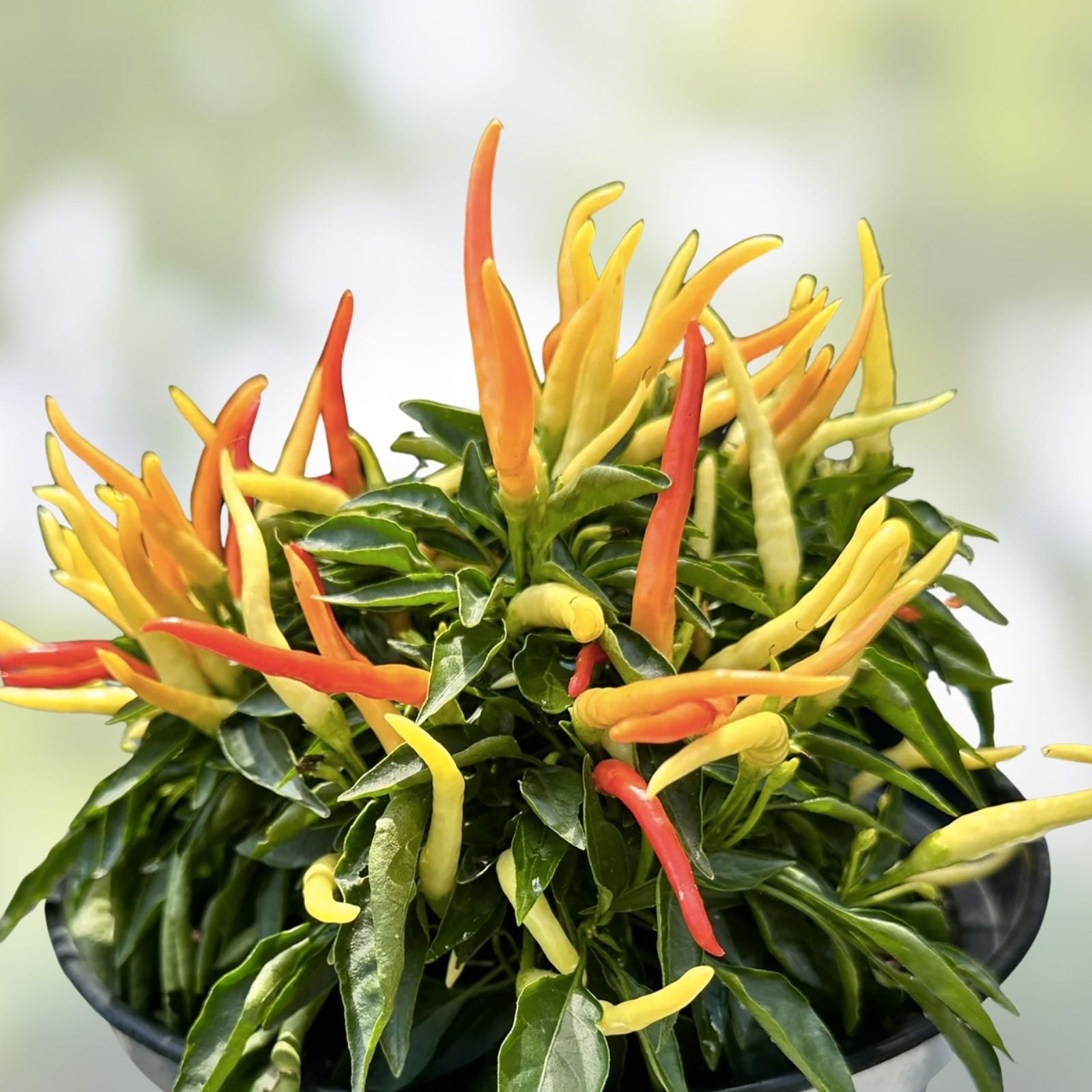 Patio Fire & Ice Ornamental Pepper Seeds 100 Organic Capsicum annuum Garden Container Live Plant Starter