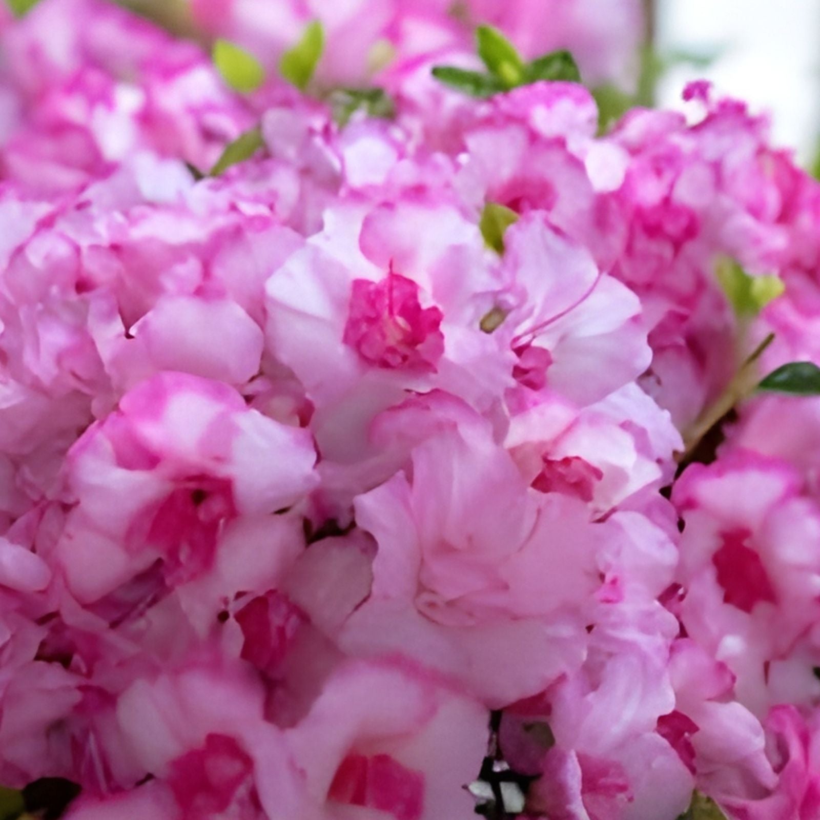 Encore Autumn Kiss Azalea Starter Plant Deciduous Pink Flowers Rhododendron Live Houseplant