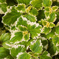 Variegated Plectranthus Coleoides Swedish Ivy Succulent Cuttings Set of 3 Live Plants 4"