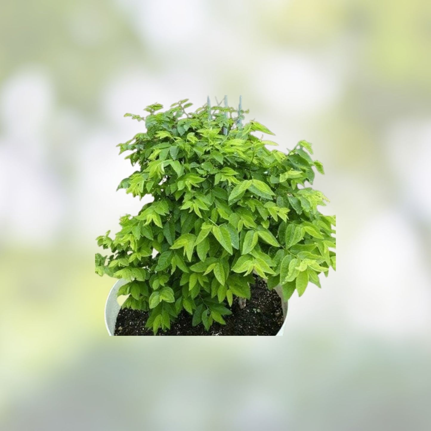 Katuk Star Gooseberry Cuttings – 5 Fresh Unrooted Stems – Edible Herb – Sauropus androgynus – Sweet Leaf Plant