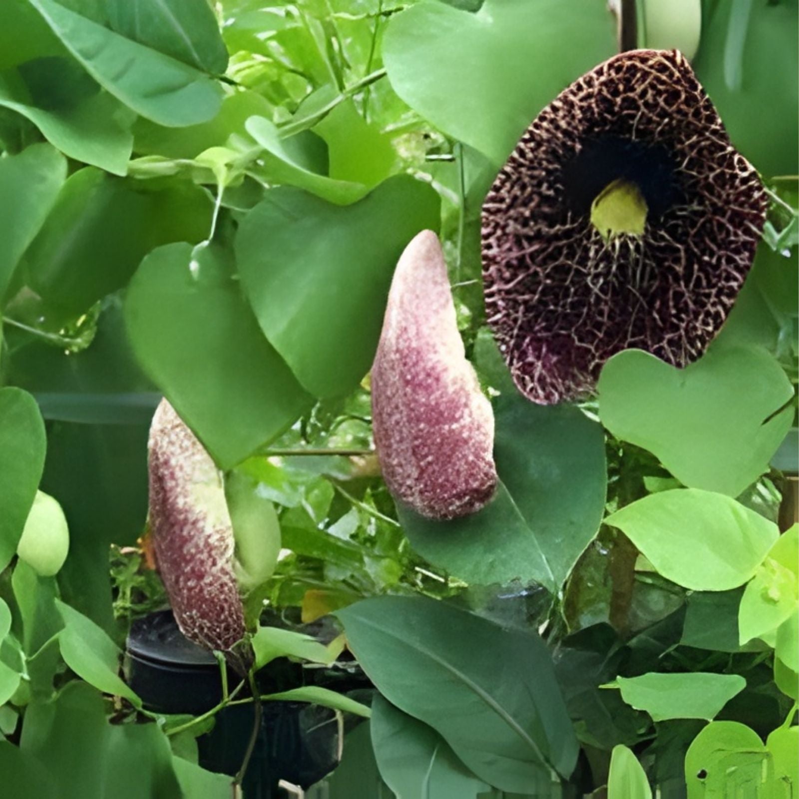 Creeping Dutchman's Pipe Vine Seeds Aristolochia debilis 20 Pack Fast Growing Live Plant Cutting Bare Root Houseplant