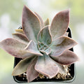 Graptoveria Fred Ives Succulent Live Plant 4-inch, Indoor Garden, Houseplant, Gift, Rare Succulent, Starter Plant