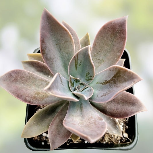 Graptoveria Fred Ives Succulent Live Plant 4-inch, Indoor Garden, Houseplant, Gift, Rare Succulent, Starter Plant