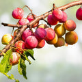 Wild Plum Cuttings Prunus domestica Set of 12 Live Bare Root Fruit Tree Propagation Missouri Grown Hardy Zones 3-8
