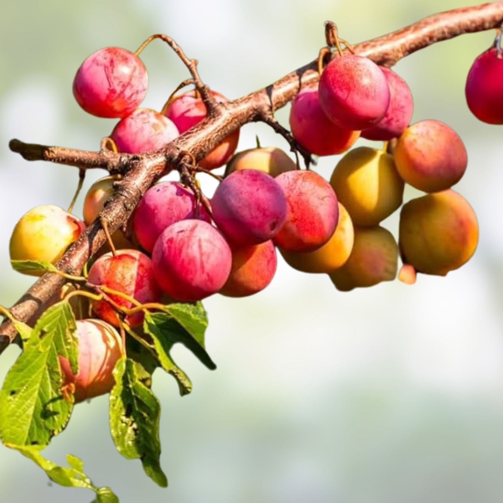 Wild Plum Cuttings Prunus domestica Set of 12 Live Bare Root Fruit Tree Propagation Missouri Grown Hardy Zones 3-8
