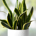 Snake Plant Cuttings Sansevieria Mother-In-Law Tongue Live Indoor Plant Starter Bare Root