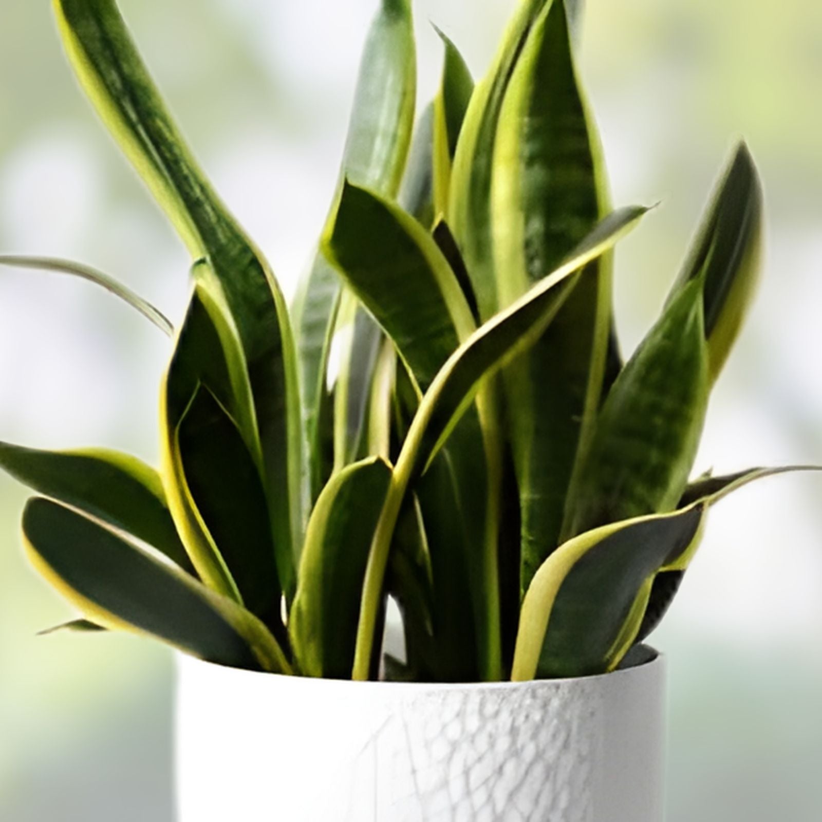 Snake Plant Cuttings Sansevieria Mother-In-Law Tongue Live Indoor Plant Starter Bare Root
