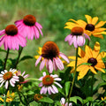 Wildflower Seed Mix 4oz Native Wildflowers Garden Border Planting Colorful Flower Seeds