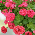 Hardy Geranium Cuttings Pelargonium Red Orange Flowers Live Plant Starter Garden Clippings