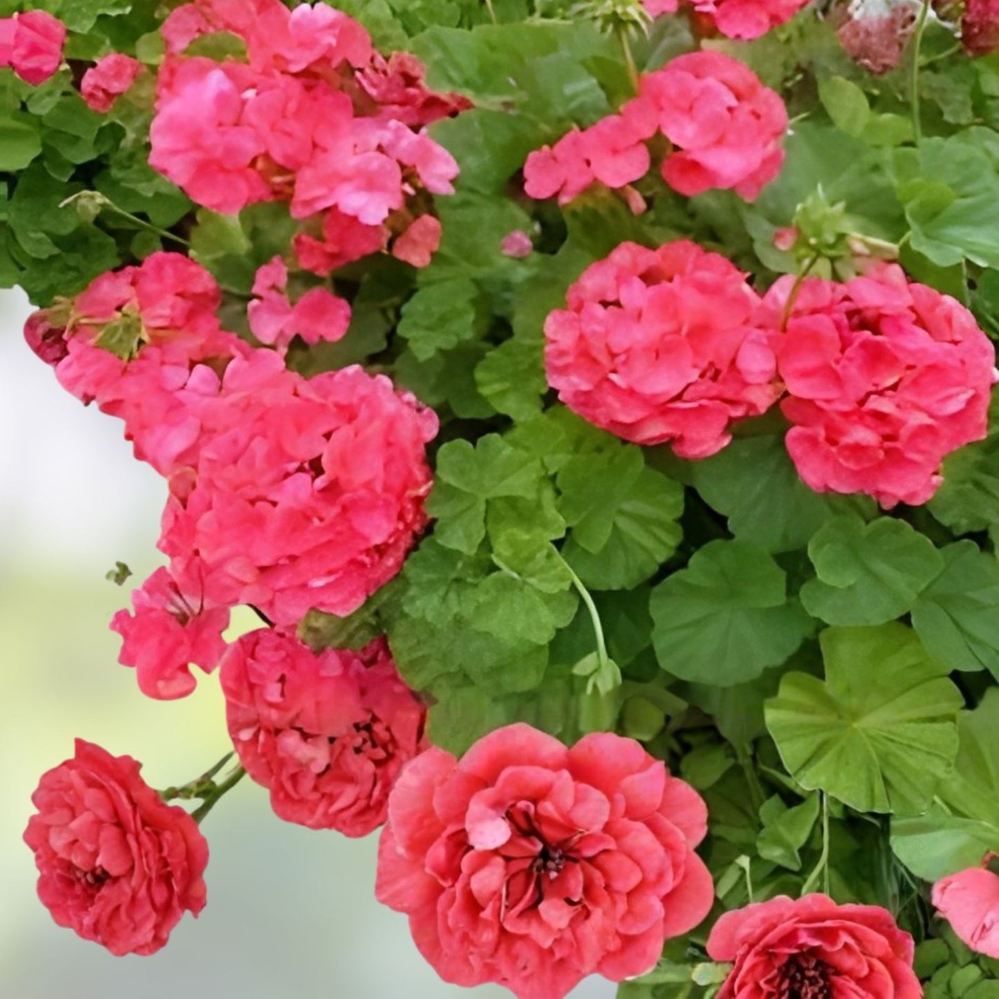 Hardy Geranium Cuttings Pelargonium Red Orange Flowers Live Plant Starter Garden Clippings