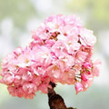 Chokecherry Tree Seeds 30 Purple Seeds for Planting Prunus virginiana Fruit Tree Native Wildflower