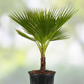 Washington Robusta Mexican Fan Palm Seedling - 4 Year Old Trachycarpus fortunei Tropical Garden Plant
