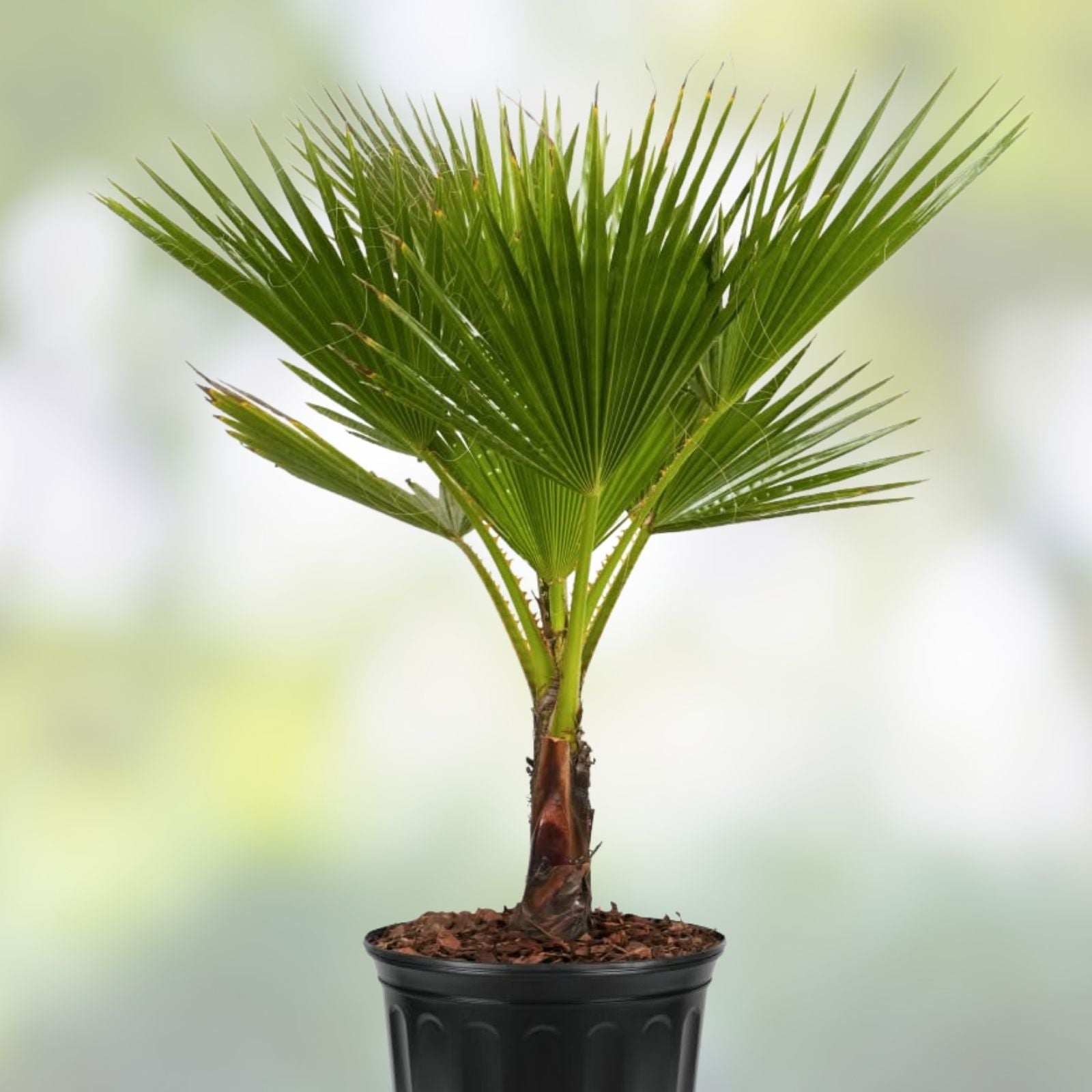 Washington Robusta Mexican Fan Palm Seedling - 4 Year Old Trachycarpus fortunei Tropical Garden Plant