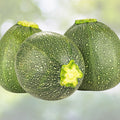 Heirloom Zucchini Seeds 500+ Non-GMO Long Dark Green Squash Vegetable Garden Starter Plant