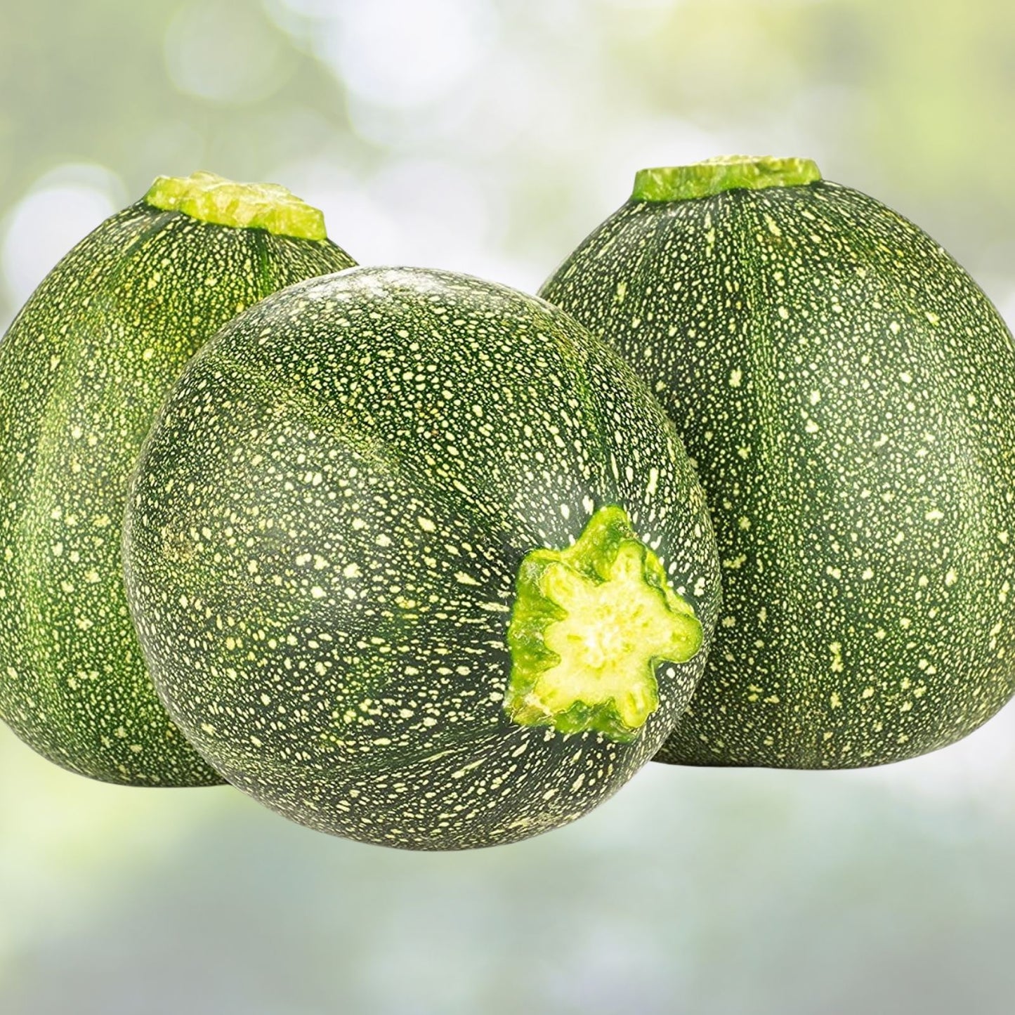 Heirloom Zucchini Seeds 500+ Non-GMO Long Dark Green Squash Vegetable Garden Starter Plant