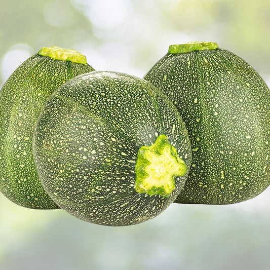 Heirloom Zucchini Seeds 500+ Non-GMO Long Dark Green Squash Vegetable Garden Starter Plant