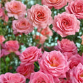 Pink Hybrid Tea Rose Bush Live Plant Rosa 'Tiffany' AARS Award Winner Fragrant Garden Flower Easy Care