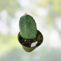 Weberocereus bradei Cactus Rare Variety Lot W2 – Unique Desert Plant for Collectors, Fresh Stock