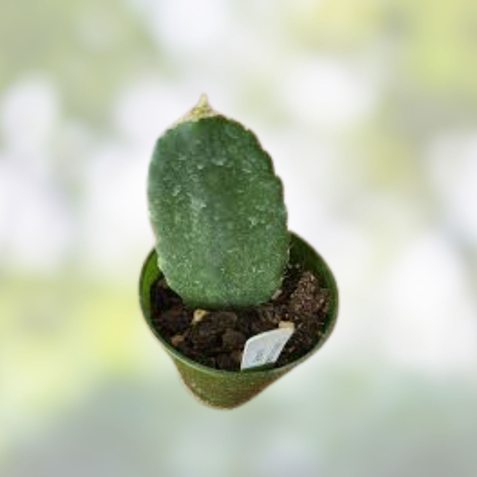 Weberocereus bradei Cactus Rare Variety Lot W2 – Unique Desert Plant for Collectors, Fresh Stock