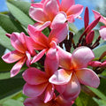 Plumeria Plant Miami Rose Pink Fragrant Frangipani Live Houseplant 6-10" Cutting or Starter