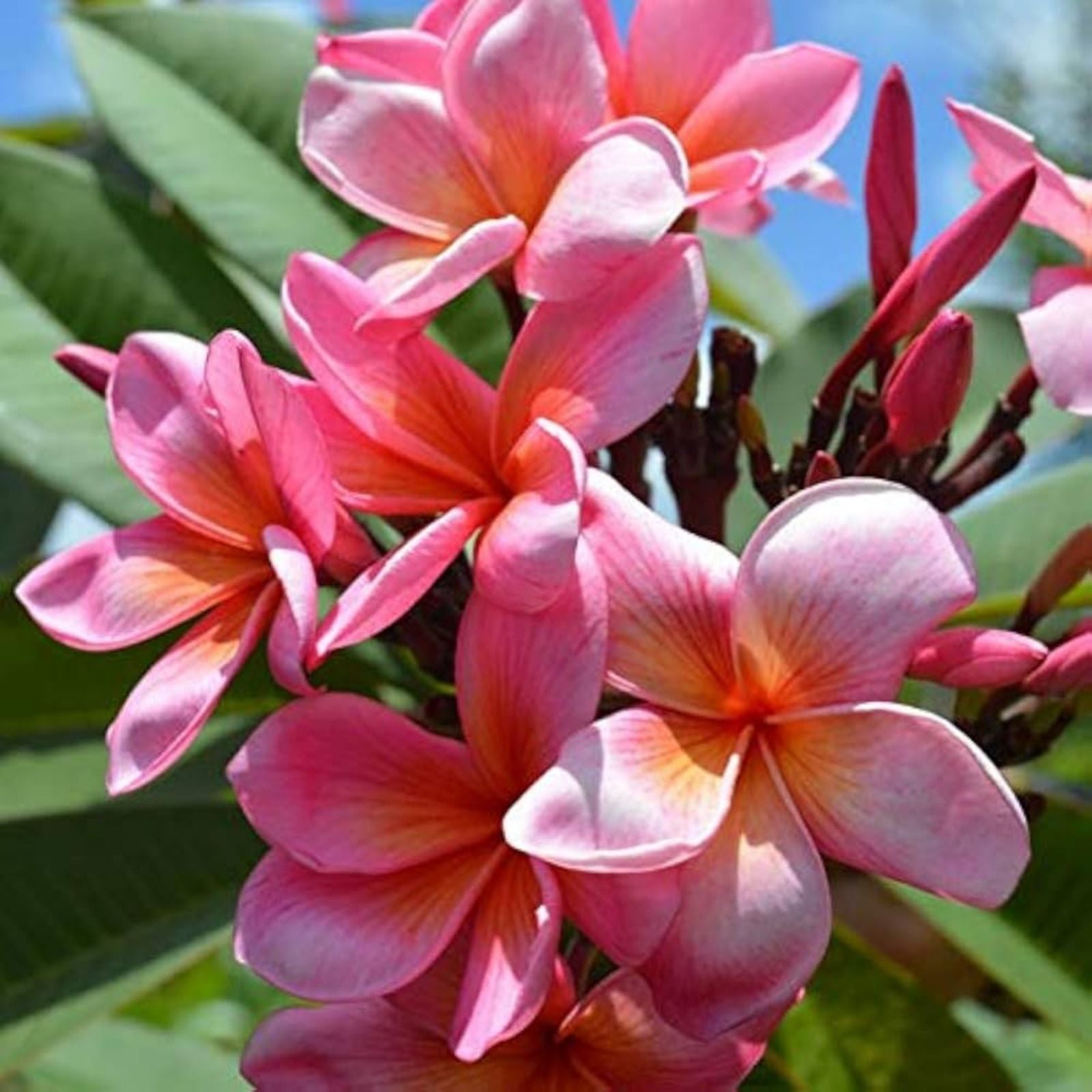 Plumeria Plant Miami Rose Pink Fragrant Frangipani Live Houseplant 6-10" Cutting or Starter